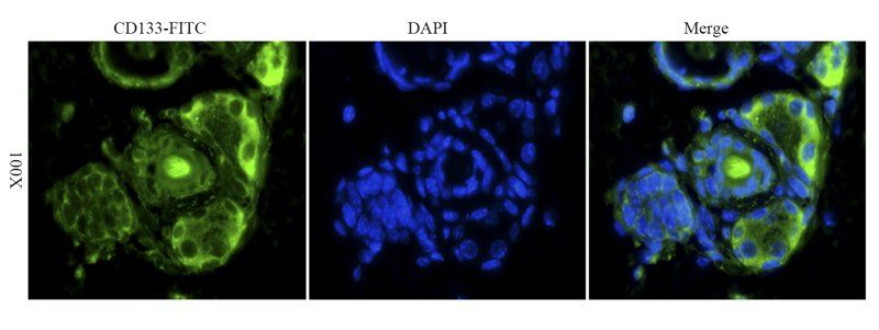 CD133 antibody (FITC)