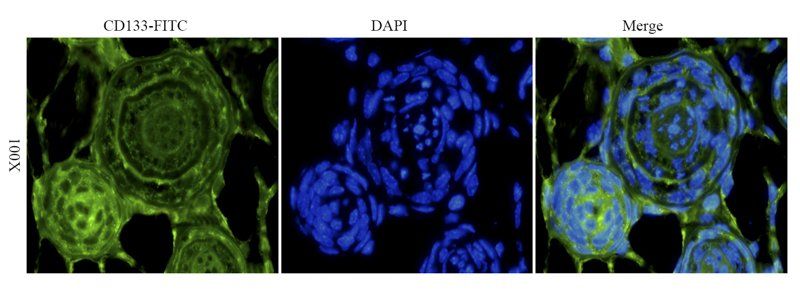 CD133 antibody (FITC)