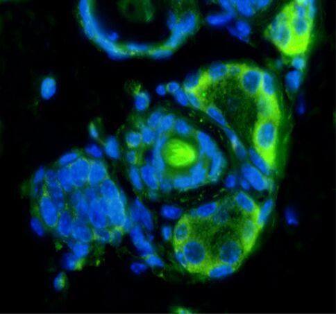 CD133 antibody (FITC)