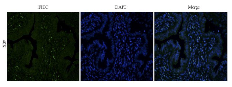 CD133 antibody (FITC)