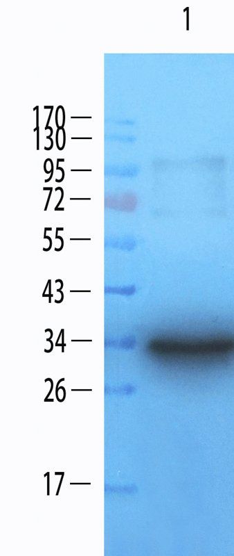 CD133 antibody