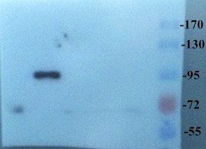 CD133 antibody