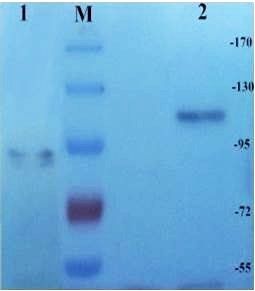 CD133 antibody