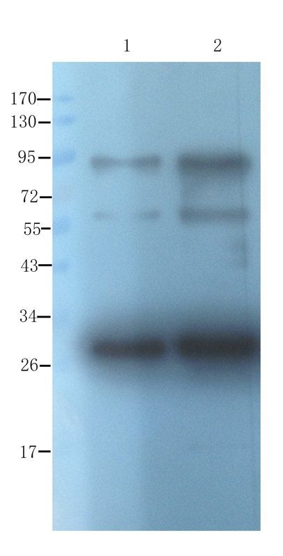 CD133E1 antibody