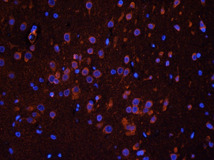 CD137 antibody