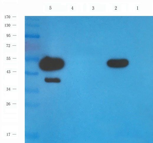 CD137 antibody