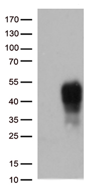 TNFRSF9 Antibody