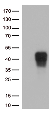 CD137 Antibody