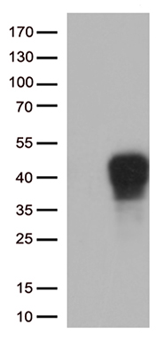 CD137 Antibody