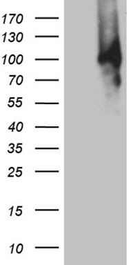 TNFRSF9 Antibody