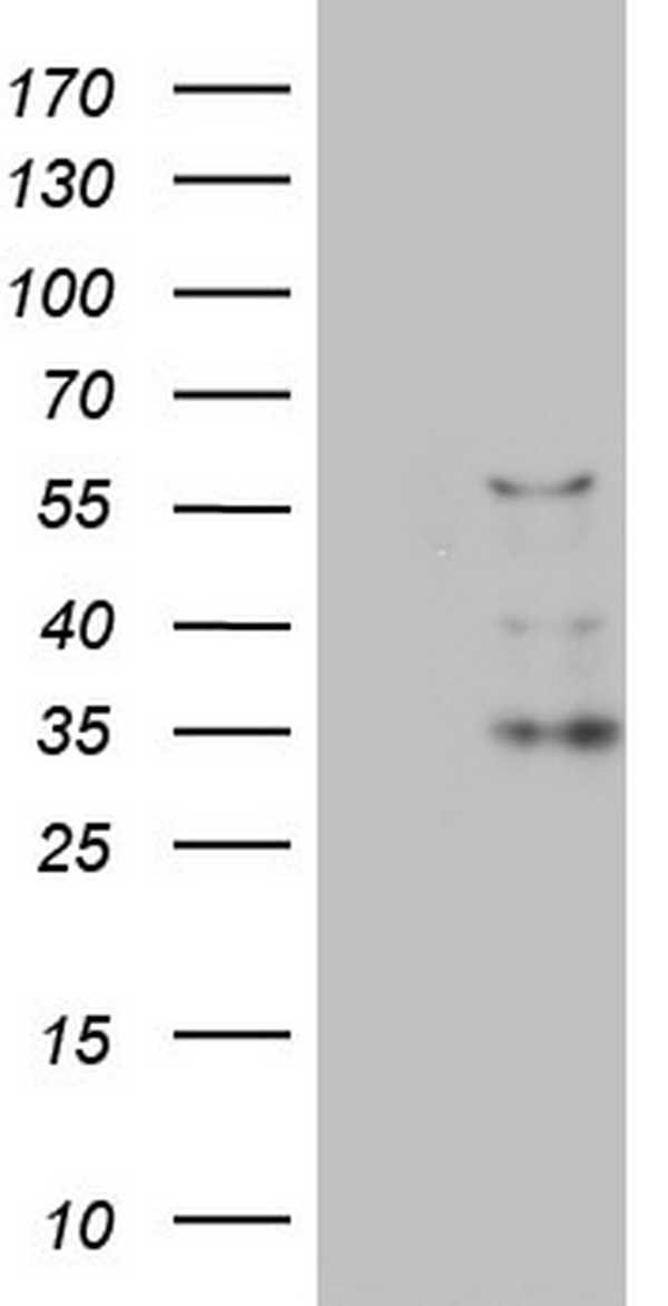 TNFRSF9 Antibody