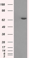 TNFRSF9 Antibody