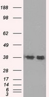 CD137 Antibody