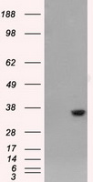 CD137 Antibody