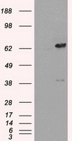 TNFRSF9 Antibody