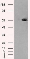 TNFRSF9 Antibody