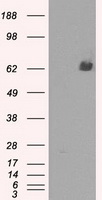 CD137 Antibody
