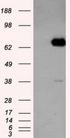 CD137 Antibody