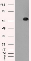 CD137 Antibody