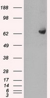 TNFRSF9 Antibody