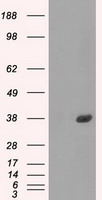 CD137 Antibody