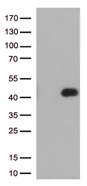 CD137 Antibody