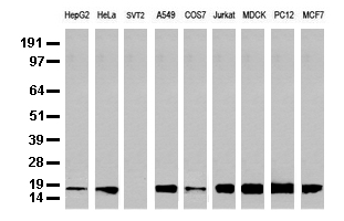 CD14 Antibody