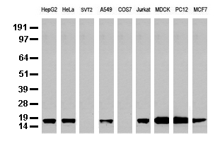 CD14 Antibody