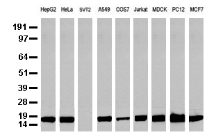 CD14 Antibody