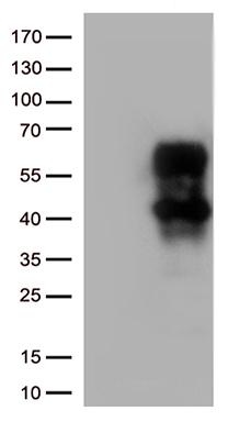 CD14 Antibody
