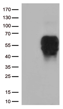 CD14 Antibody