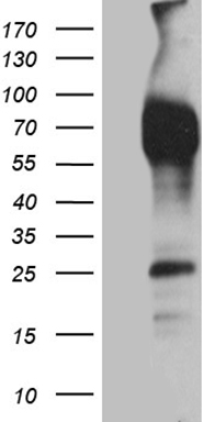 CD14 Antibody