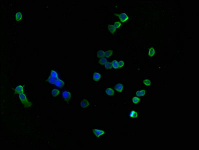 CD14 Monoclonal Antibody