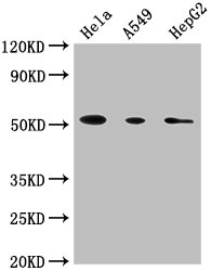 CD14 antibody
