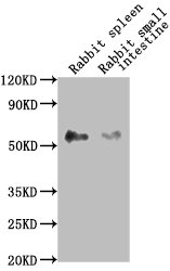 CD14 Monoclonal Antibody