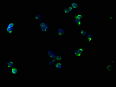 CD14 Monoclonal Antibody