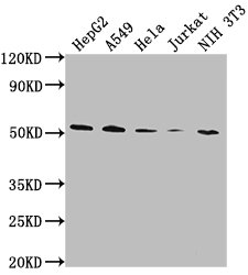 CD14 Monoclonal Antibody