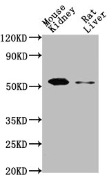CD14 Monoclonal Antibody