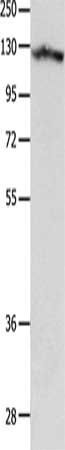 MCAM Antibody