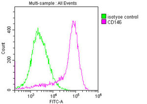 CD146 Monoclonal Antibody