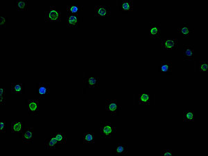 CD146 antibody