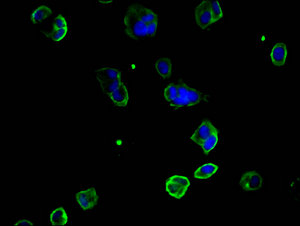 CD146 antibody