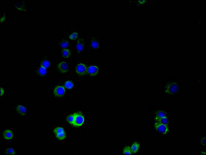 CD146 antibody