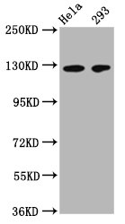 CD146 antibody