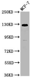 CD146 antibody