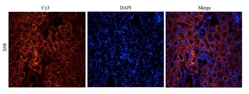 CD146 antibody