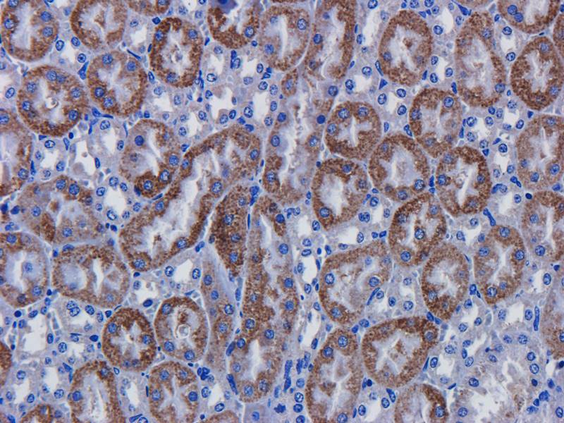 CD146 antibody