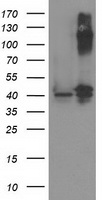 CD147 Antibody