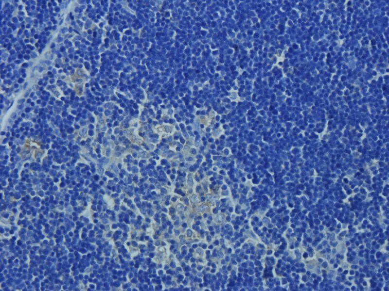 CD14 antibody