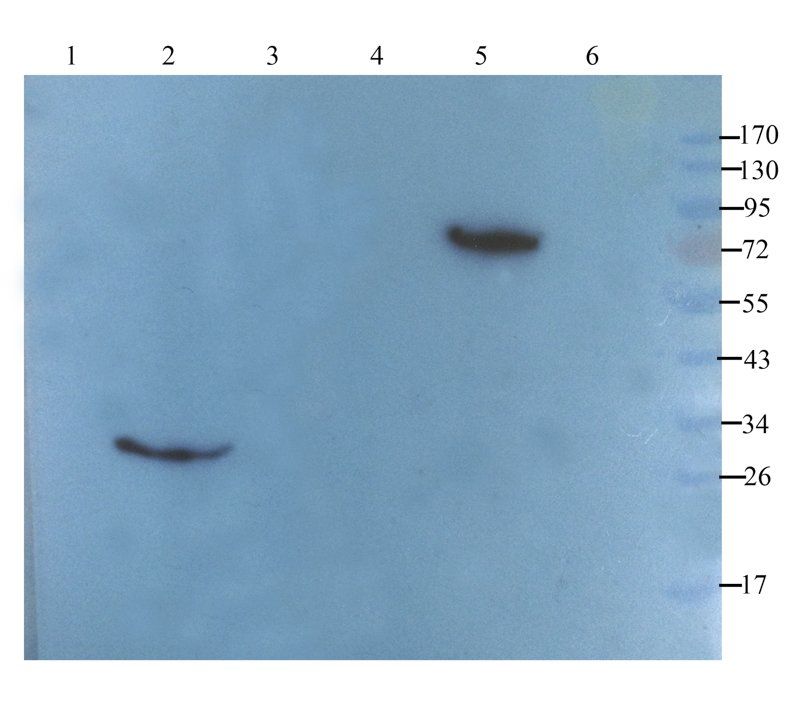 CD14 antibody